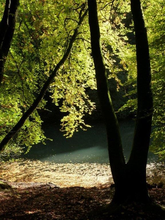Woods